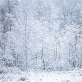 Sneeuw op de Sallandse heuvelrug