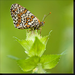 Vlinders uit de Eifel - Veldparelmoervlinder