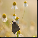 Vlinders op echte kamille