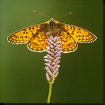 Vlindertrip in de Eifel