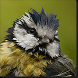 Vogelfotografie vanuit een boshutje