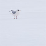 Vogels in een witte wereld