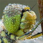 Macro fotografie in de ochtend