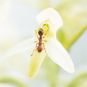 Nachtorchissen: de bruid onder de orchideeën