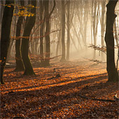 Zonsopkomst in het Speulderbos