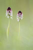 Aangebrande orchis (Neotinea ustulata)