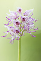 Aapjesorchis (Orchis simia)