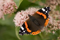 Atalanta (Vanessa atalanta)