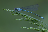 Azuurwaterjuffer (Coenagrion puella)