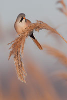 Baardmannetje (Panurus biarmicus)