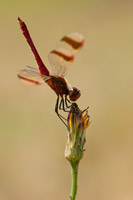 Bandheidelibel (Sympetrum pedemontanum)