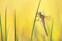 Beekoeverlibel (Orthetrum coerulescens)