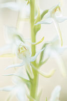 Bergnachtorchis (Platanthera chlorantha)