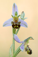 Bijenorchis (Ophrys apifera)