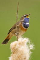 Blauwborst (Luscinia svecica)