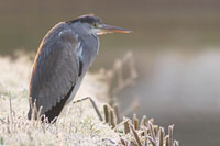 Blauwe reiger (Ardea cinerea)