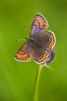 Blauwe vuurvlinder (Lycaena helle)