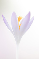 Boerenkrokus (Crocus tommasinianus)