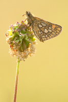 Bont dikkopje (Carterocephalus palaemon)