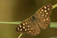 Bont zandoogje (Pararge aegeria)