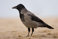 Bonte kraai (Corvus cornix)