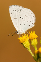 Boomblauwtje (Celastrina argiolus)