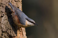 Boomklever (Sitta Europaea)