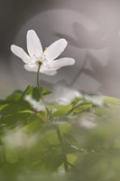 Bosanemoon (Anemone nemorosa)