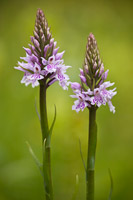 Bosorchis (Dactylorhiza fuchsii)