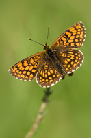 Bosparelmoervlinder (Melitaea athalia)