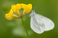 Boswitje (Leptidea sinapis)