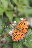 Braamparelmoervlinder (Brenthis daphne)