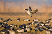 Brandgans (Branta leucopsis)