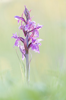 Brede orchis (Dactylorhiza majalis)