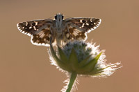 Bretons spikkeldikkopje (Pyrgus armoricanus)