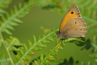 Bruin zandoogje (Maniola jurtina)