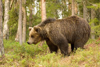 Bruine beer (Ursus arctos)