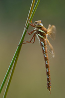 Bruine glazenmaker (Aeshna grandis)