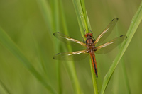 Bruine korenbout (Libellula fulva)