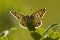 Bruine vuurvlinder (Lycaena tityrus)