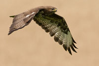 Buizerd (Buteo buteo)