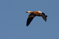 Casarca (Tadorna ferruginea)