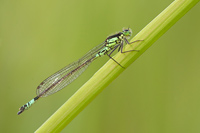 Donkere waterjuffer (Coenagrion armatum)