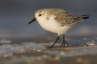 Drieteenstrandloper (Calidris alba)