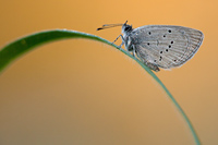 Dwergblauwtje (Cupido minimus)
