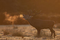 Edelhert (Cervus elaphus)