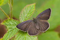 Eikenpage (Favonius quercus)