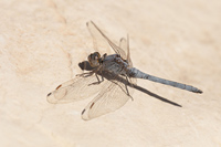 Epaulet oeverlibel (Orthetrum chrysostigma)