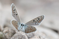 Esparcetteblauwtje (Polyommatus thersites)