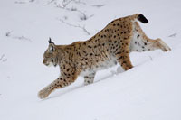 Europese lynx (Lynx lynx)